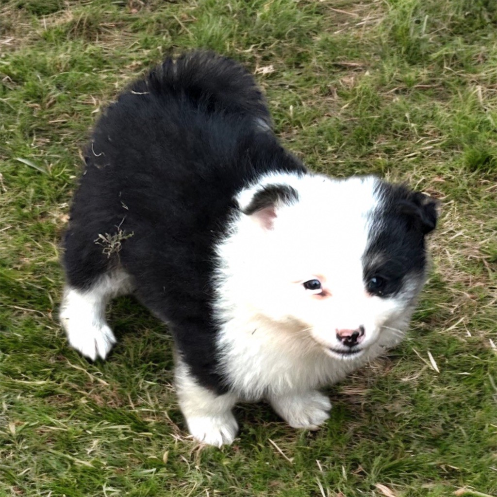 Du Domaine De Mirage - Chiots disponibles - Chien finnois de Laponie