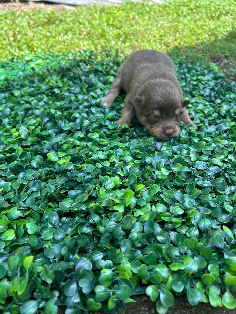 Du Domaine De Mirage - Chiots disponibles - Chien finnois de Laponie