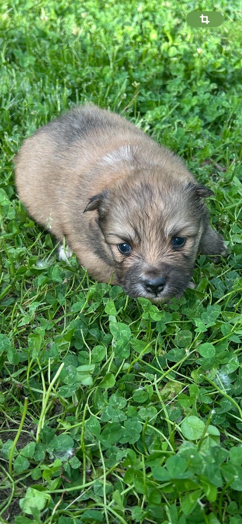 Du Domaine De Mirage - Chiots disponibles - Chien finnois de Laponie