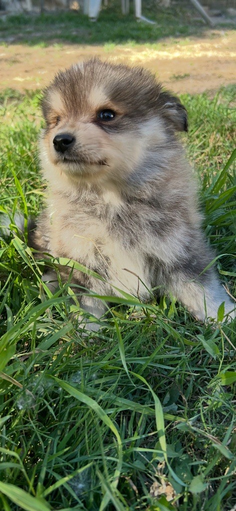 Du Domaine De Mirage - Chiots disponibles - Chien finnois de Laponie