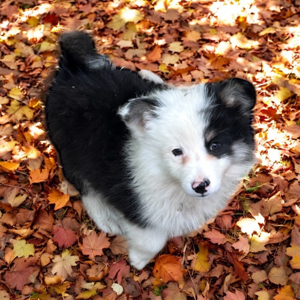 Du Domaine De Mirage - Chiots disponibles - Chien finnois de Laponie