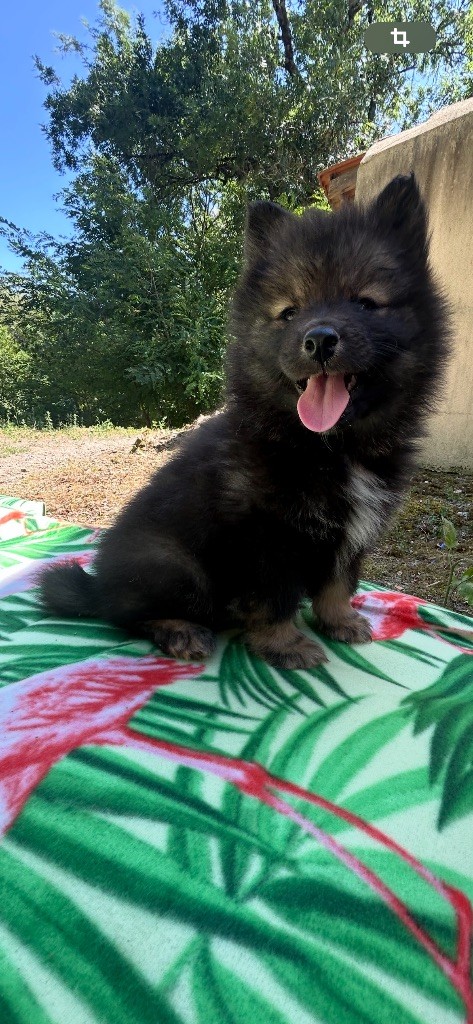 Du Domaine De Mirage - Chiots disponibles - Chien finnois de Laponie
