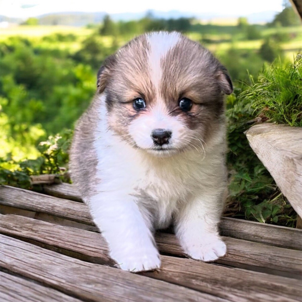 Du Domaine De Mirage - Chiots disponibles - Chien finnois de Laponie
