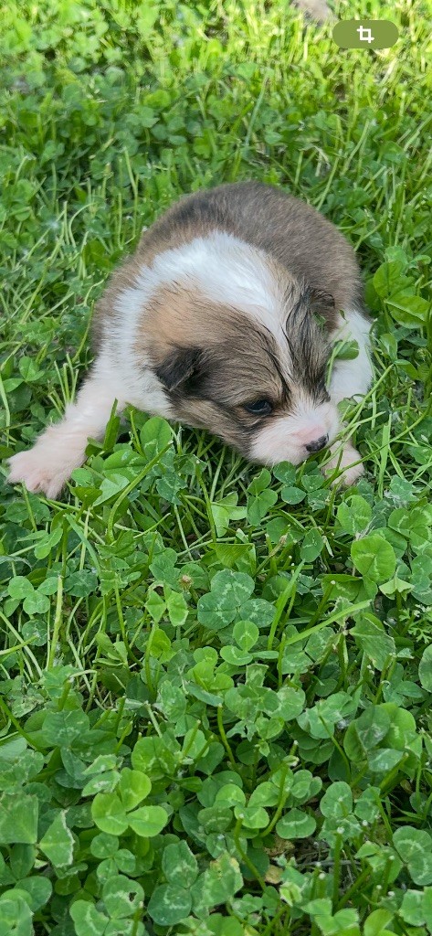 Du Domaine De Mirage - Chiots disponibles - Chien finnois de Laponie