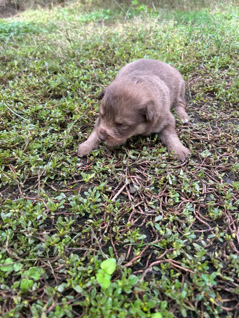 Du Domaine De Mirage - Chiots disponibles - Chien finnois de Laponie