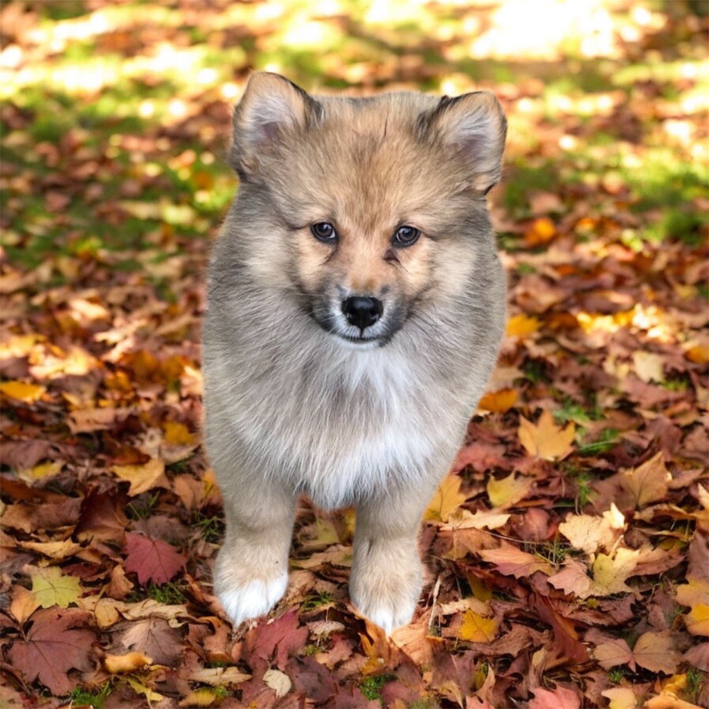 Du Domaine De Mirage - Chiots disponibles - Chien finnois de Laponie