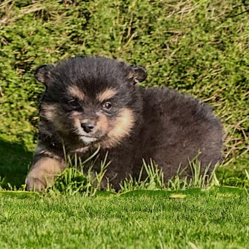 Du Domaine De Mirage - Chiots disponibles - Chien finnois de Laponie